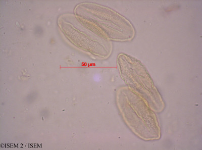 ISEM 2/Heliophila_pilosa_33560/Heliophila_pilosa_33560_0001(copy)_thumb.jpg